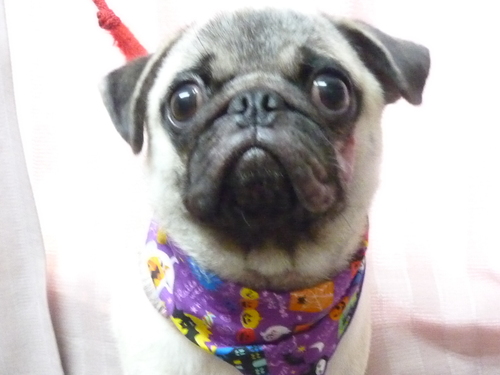 http://pet.e6.valueserver.jp/blog/P1090416.jpg