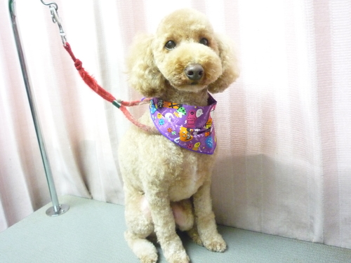 http://pet.e6.valueserver.jp/blog/P1090428.jpg