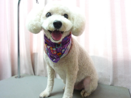 http://pet.e6.valueserver.jp/blog/P1090429.jpg