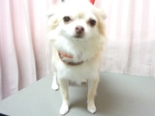 http://pet.e6.valueserver.jp/blog/P1090437.jpg