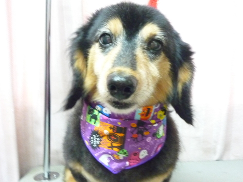 http://pet.e6.valueserver.jp/blog/P1090443.jpg