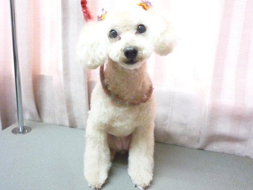 http://pet.e6.valueserver.jp/blog/P1090447.jpg