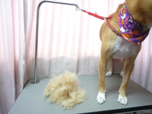 http://pet.e6.valueserver.jp/blog/P1090451.jpg