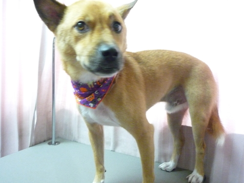 http://pet.e6.valueserver.jp/blog/P1090452.jpg