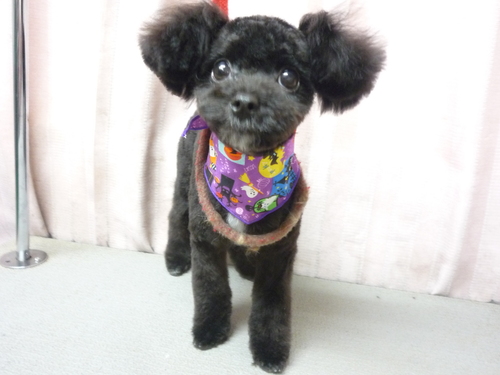 http://pet.e6.valueserver.jp/blog/P1090454.jpg