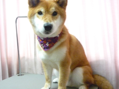 http://pet.e6.valueserver.jp/blog/P1090458.jpg