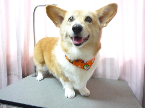 http://pet.e6.valueserver.jp/blog/P1090461.jpg