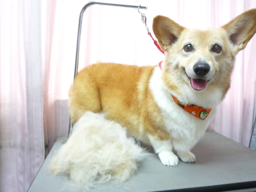 http://pet.e6.valueserver.jp/blog/P1090462.jpg