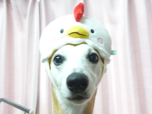 http://pet.e6.valueserver.jp/blog/P1090470.jpg