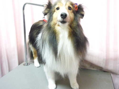 http://pet.e6.valueserver.jp/blog/P1090513.jpg