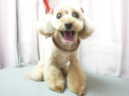 http://pet.e6.valueserver.jp/blog/P1090530.jpg