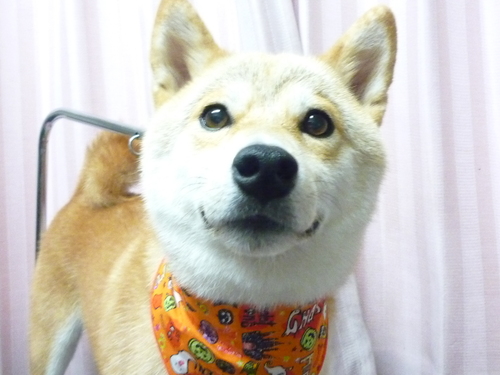 http://pet.e6.valueserver.jp/blog/P1090552.jpg