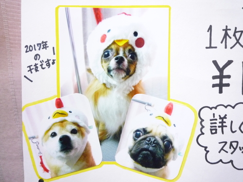 http://pet.e6.valueserver.jp/blog/P1090556.jpg
