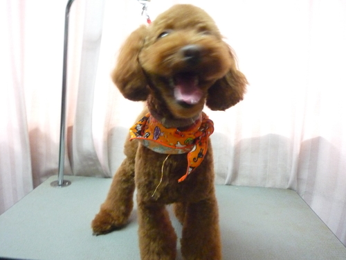 http://pet.e6.valueserver.jp/blog/P1090606.jpg