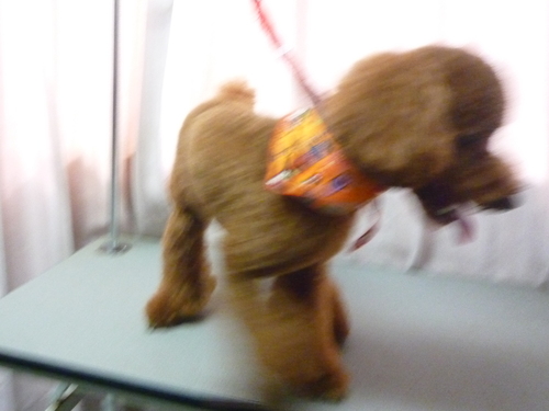 http://pet.e6.valueserver.jp/blog/P1090607.jpg
