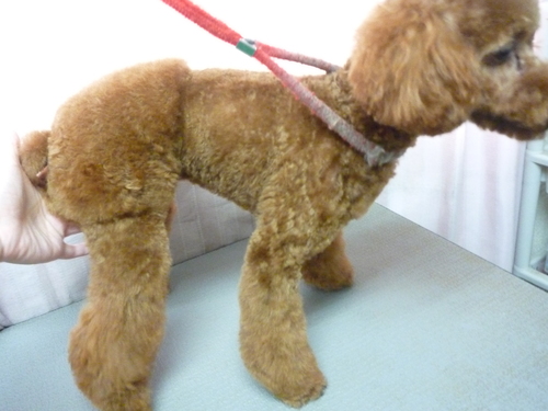 http://pet.e6.valueserver.jp/blog/P1090608.jpg