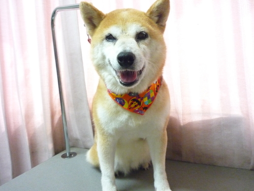 http://pet.e6.valueserver.jp/blog/P1090615.jpg