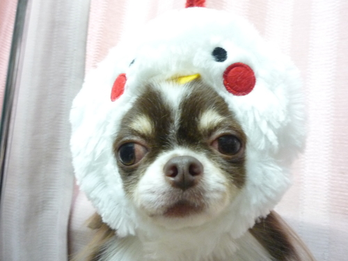 http://pet.e6.valueserver.jp/blog/P1090632.jpg