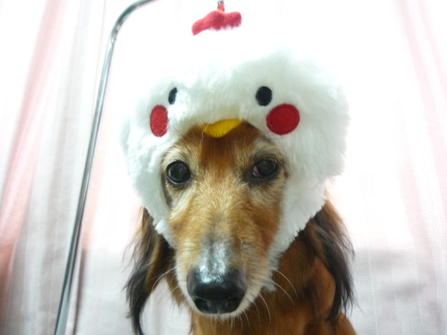 http://pet.e6.valueserver.jp/blog/P1090650.jpg