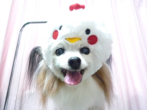 http://pet.e6.valueserver.jp/blog/P1090660.jpg