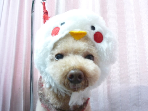 http://pet.e6.valueserver.jp/blog/P1090685.jpg
