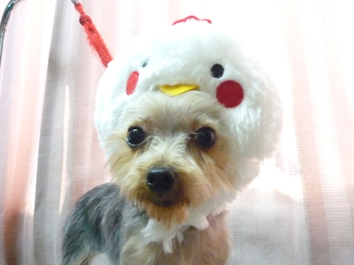 http://pet.e6.valueserver.jp/blog/P1090688.jpg