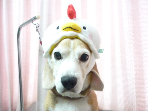 http://pet.e6.valueserver.jp/blog/P1090703.jpg