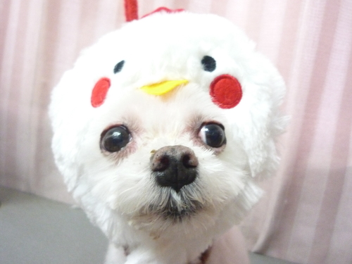 http://pet.e6.valueserver.jp/blog/P1090726.jpg