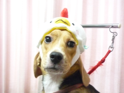 http://pet.e6.valueserver.jp/blog/P1090730.jpg