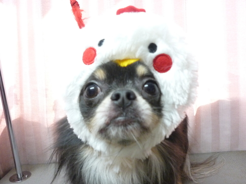 http://pet.e6.valueserver.jp/blog/P1090733.jpg