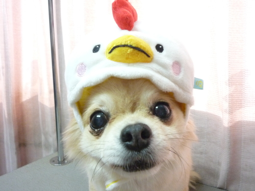 http://pet.e6.valueserver.jp/blog/P1090741.jpg