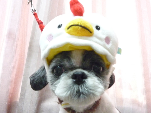 http://pet.e6.valueserver.jp/blog/P1090747.jpg