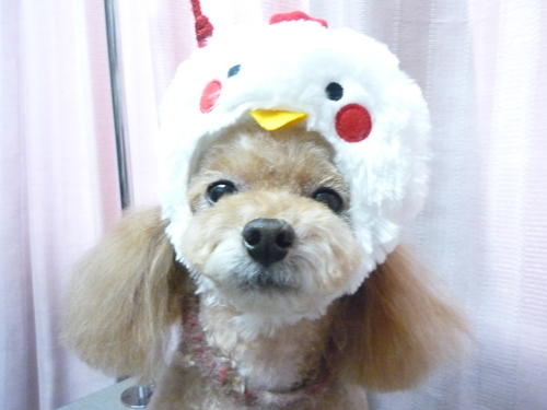 http://pet.e6.valueserver.jp/blog/P1090753.jpg