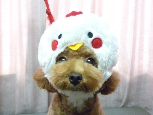 http://pet.e6.valueserver.jp/blog/P1090760.jpg