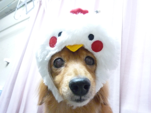 http://pet.e6.valueserver.jp/blog/P1090781.jpg