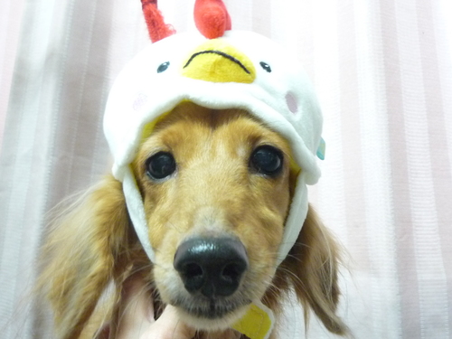 http://pet.e6.valueserver.jp/blog/P1090825.jpg