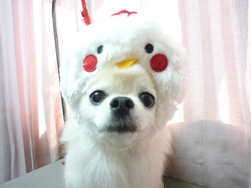 http://pet.e6.valueserver.jp/blog/P1090834.jpg