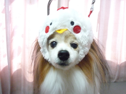 http://pet.e6.valueserver.jp/blog/P1090837.jpg