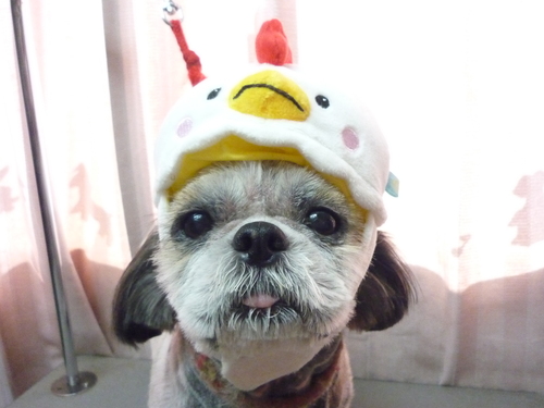 http://pet.e6.valueserver.jp/blog/P1090844.jpg