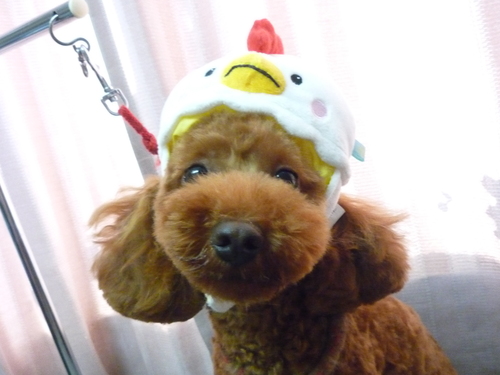 http://pet.e6.valueserver.jp/blog/P1090850.jpg