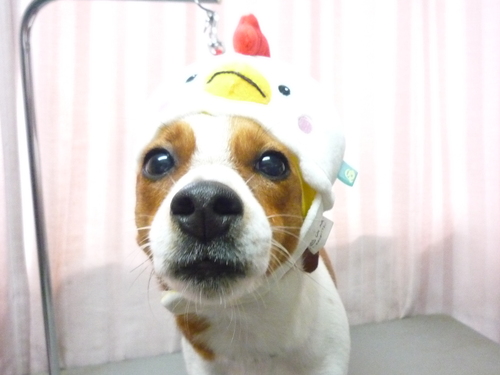 http://pet.e6.valueserver.jp/blog/P1090853.jpg