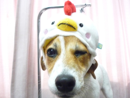 http://pet.e6.valueserver.jp/blog/P1090858.jpg