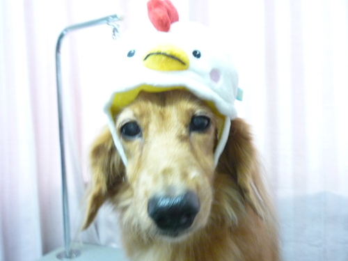 http://pet.e6.valueserver.jp/blog/P1090861.jpg