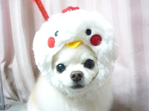 http://pet.e6.valueserver.jp/blog/P1090874.jpg