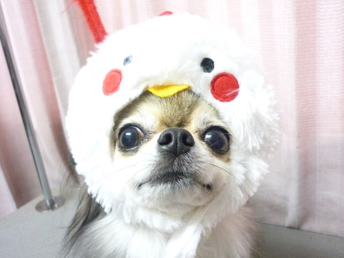http://pet.e6.valueserver.jp/blog/P1090876.jpg