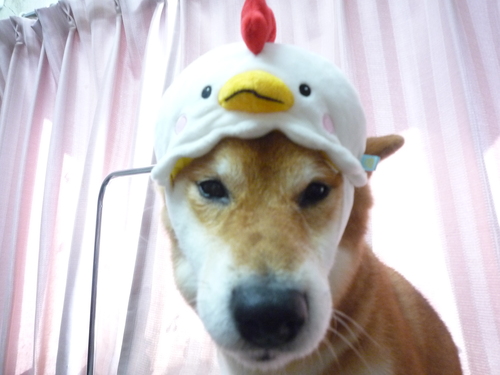 http://pet.e6.valueserver.jp/blog/P1090879.jpg