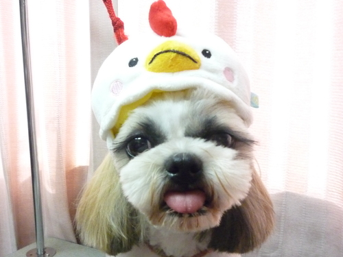 http://pet.e6.valueserver.jp/blog/P1090891.jpg