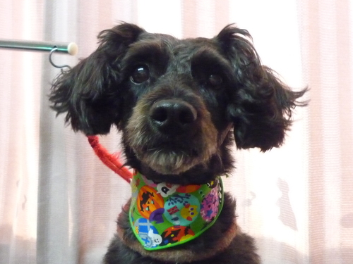 http://pet.e6.valueserver.jp/blog/P1090894.jpg