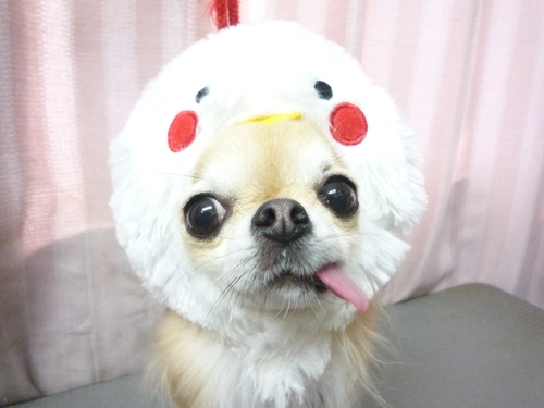 http://pet.e6.valueserver.jp/blog/P1090909.jpg