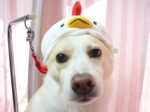 http://pet.e6.valueserver.jp/blog/P1090921.jpg
